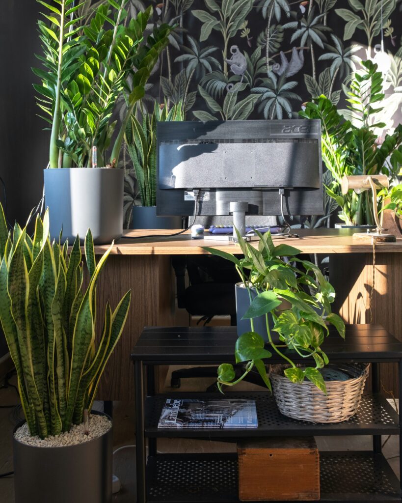 bureau feng shui plante bureau